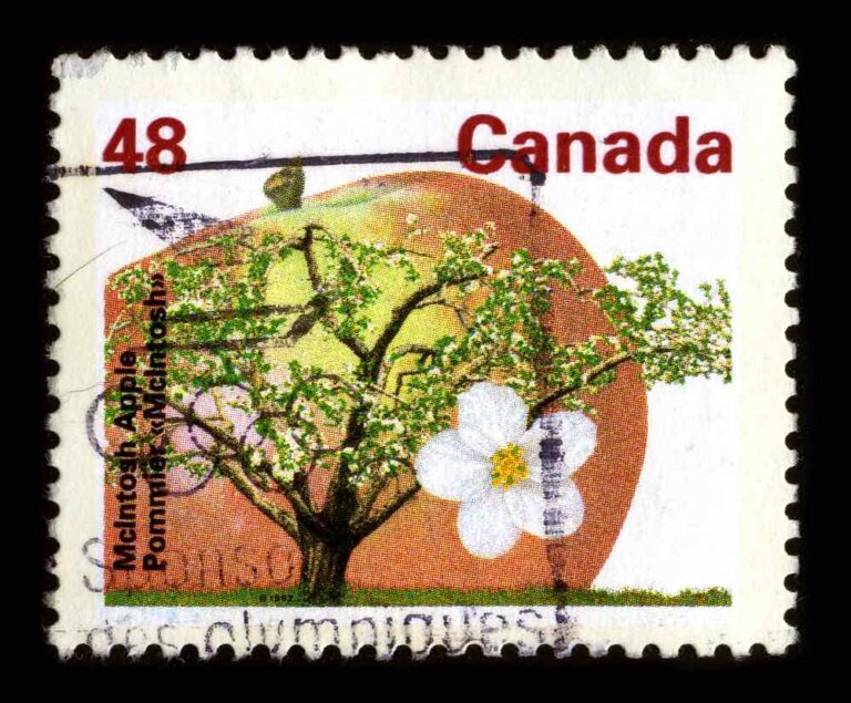 McIntosh Apples Minneopa Orchards