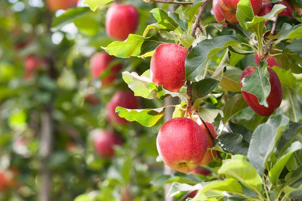 Gala Apples Minneopa Orchards