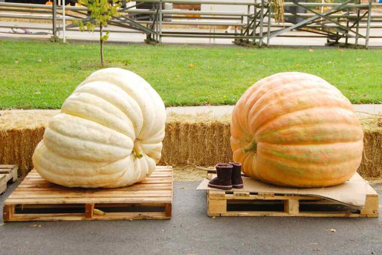 How To Grow Giant Pumpkins - Minneopa Orchards