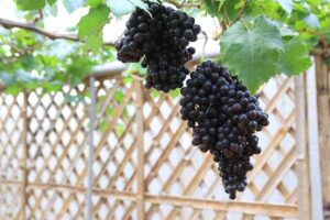 how to grow grapes in your backyard