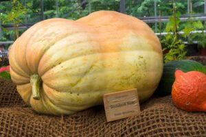 Big Max Pumpkin