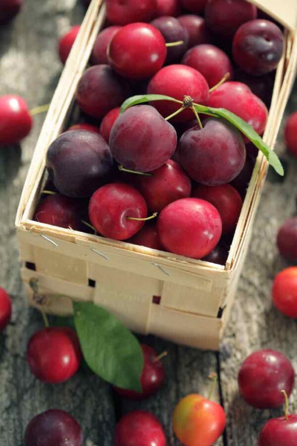 All About Cherry Plums A Delicious Treat Minneopa Orchards