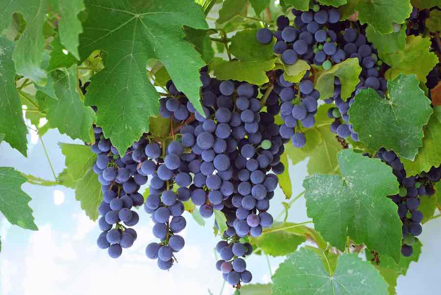 How To Grow Grapes In Your Own Backyard