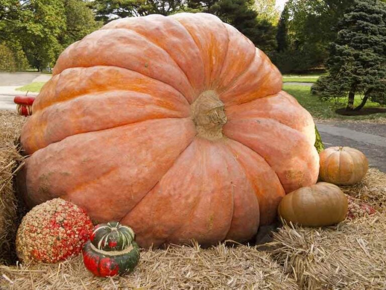How To Grow Giant Pumpkins Minneopa Orchards