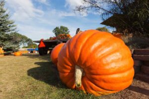 Giant Pumpkin on A Farm