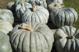 Jarrahdale Pumpkins
