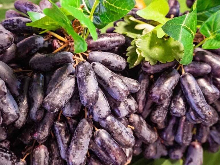 All About Moon Grapes Minneopa Orchards