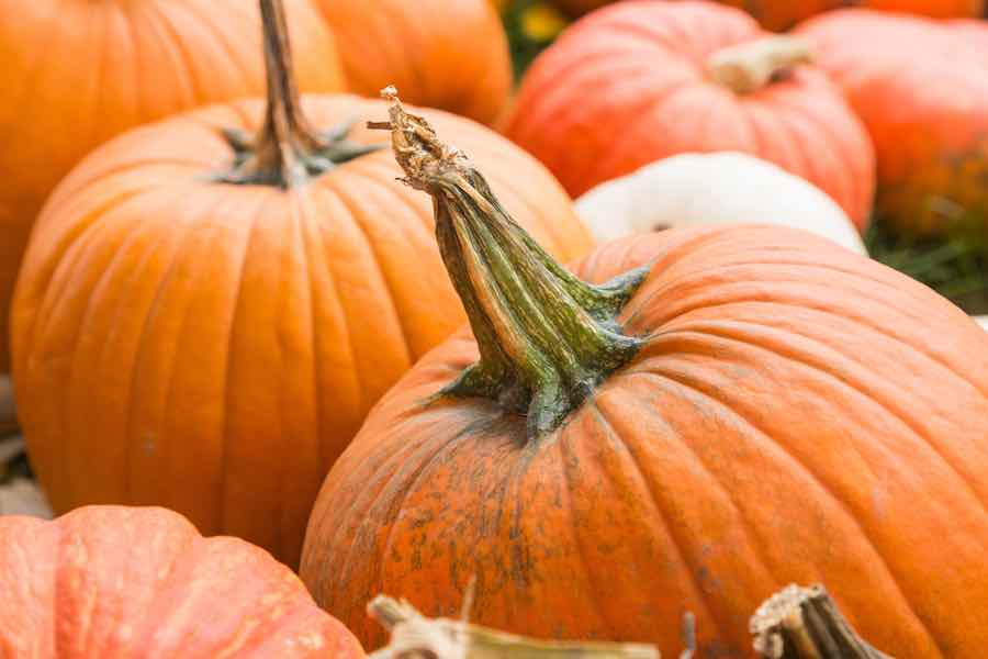 When to Harvest Pumpkins? - Minneopa Orchards