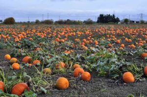 How Long Do Pumpkins Last? - Minneopa Orchards
