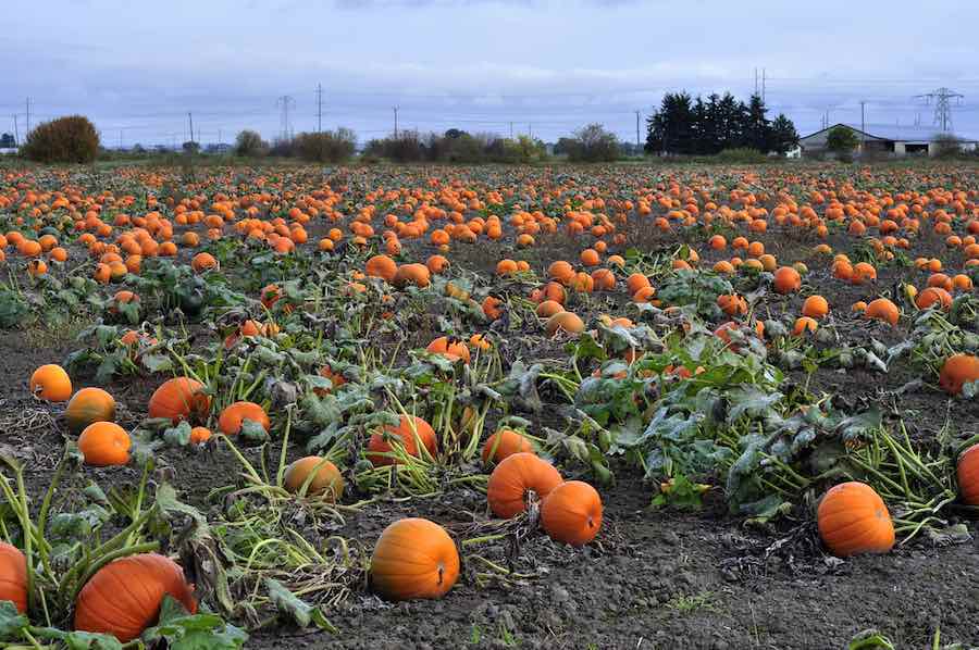 ¿Cuánto Duran Las Calabazas? | Peaceful Place