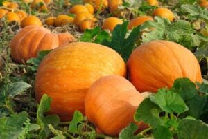 When to harvest pumpkins in pumpkin patch