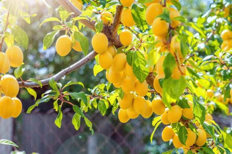 All About Cherry Plums A Delicious Treat Minneopa Orchards