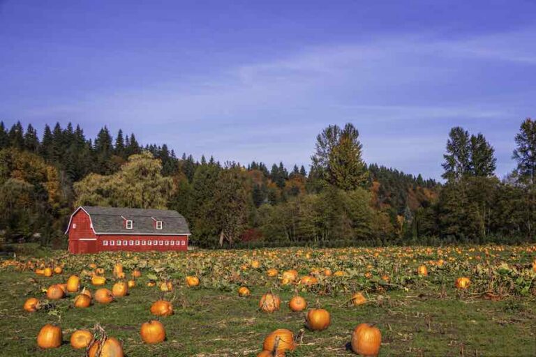 The 16 Best Pumpkin Patches in Alabama Minneopa Orchards