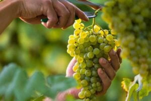 Cutting White Grapes From The Vine
