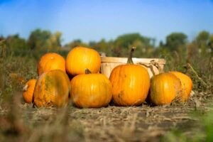 Pumpkin Patch