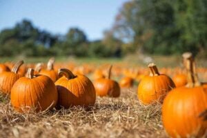 Pumpkin Patch in Alabama