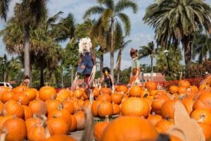 Pumpkin Patch in Florida