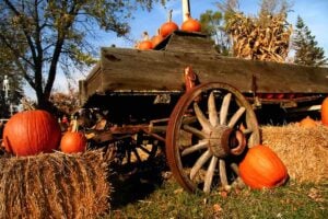 Pumpkin Patches in Delaware: Pumpkins on a wooden wagon