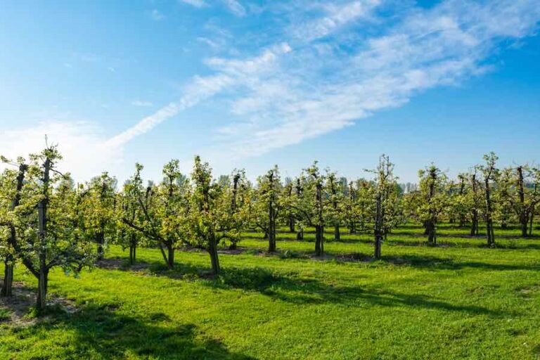 The Santa Rosa Plum Tree Everything You Need To Know Minneopa Orchards