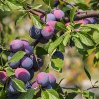 Santa Rosa Plum Tree