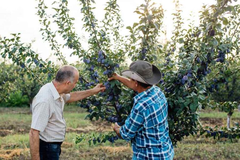 How to Prune a Plum Tree Minneopa Orchards