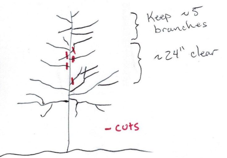 Pruning Apple Trees The Home Grower's Complete Guide Minneopa Orchards