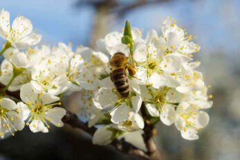 The Satsuma Plum: Everything You Need To Know - Minneopa Orchards