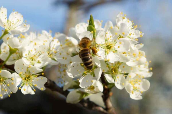 Best Pollinizer for Satsuma Plum: Key Varieties for Optimal Yield