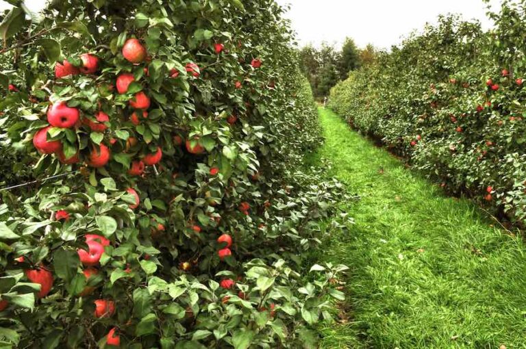 The SnowSweet Apple Tree Minneopa Orchards