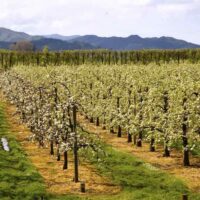 Jazz Apple Orchard