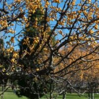 Myrobalan Plum Tree