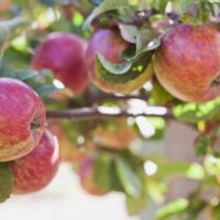 Cortland Apples