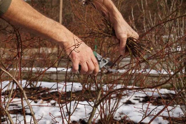 pruning lowbush blueberries