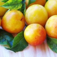 Yellow Plums