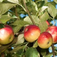 Akane Apples