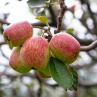 Anna Apples