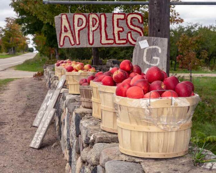 All About Enterprise Apples Minneopa Orchards