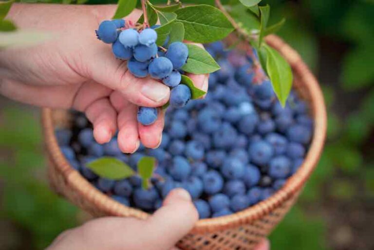 All About Jewel Blueberries Minneopa Orchards
