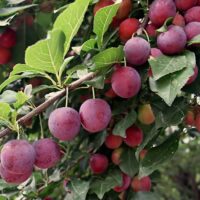 Chickasaw Plums