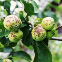Disease Resistant Apple Trees