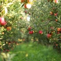 Enterprise Apples on a Tree