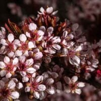 Flowering Newport Plum Tree