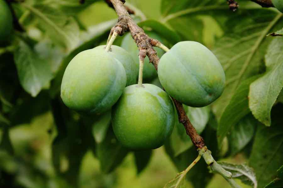 Green Gage Plum Tree Information RCBE
