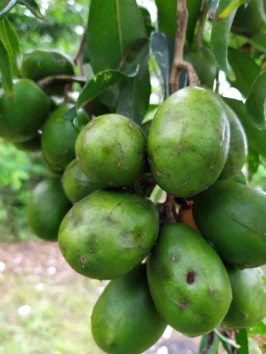 All About the Hog Plum Orchards