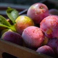 Methley Plums in a box.