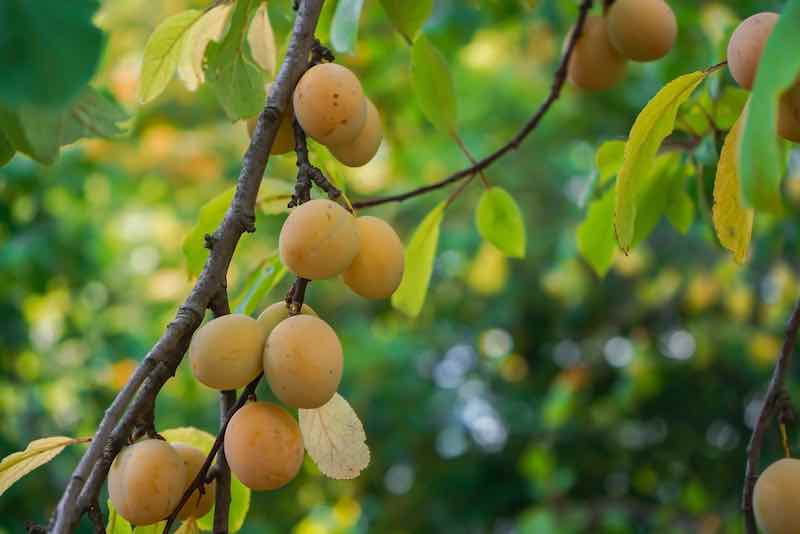 All About Mirabelle Plums Minnetonka Orchards