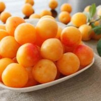 Mirabelle Plums