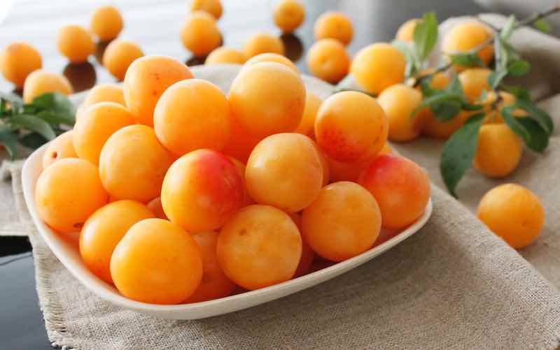 All About Mirabelle Plums Minneopa Orchards All About Mirabelle Plums Minneopa Orchards