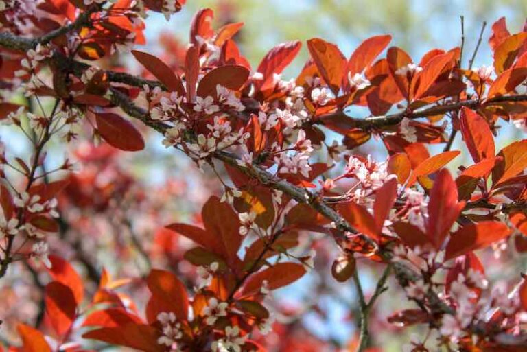 All About Newport Plum Trees Minneopa Orchards