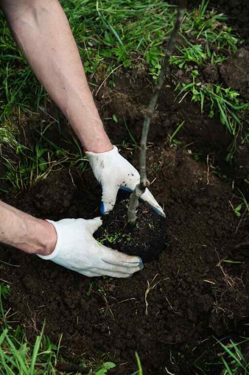 All About Enterprise Apples Minneopa Orchards